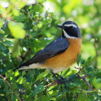 White-throated Robin